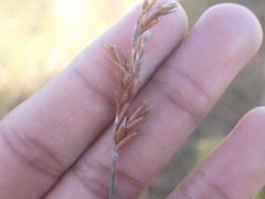 Restio triticeus