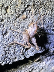 Diestrammena elegantissima