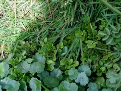 Hydrocotyle ranunculoides