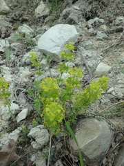 Cruciata taurica