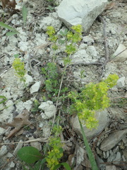 Cruciata taurica