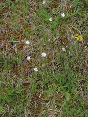 Silene nemoralis