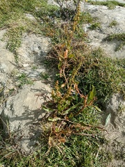 Rumex crispus crispus