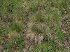 Festuca rupicola