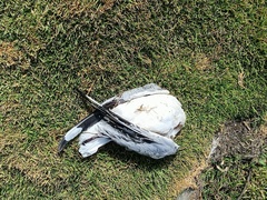 Chroicocephalus serranus