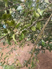 Osmanthus heterophyllus