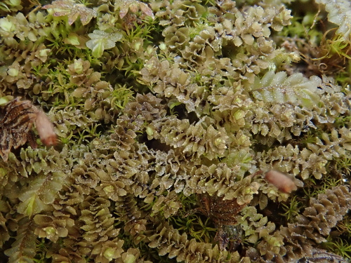 Image of Lesser Rough Earwort (Scapania aequiloba) by (c) Christian Berg, some rights reserved (CC BY)