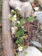 Saxifraga