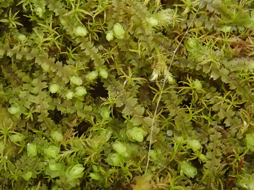 Image of Mesoptychia collaris by (c) Christian Berg, some rights reserved (CC BY)
