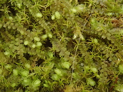 Mesoptychia collaris