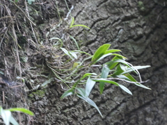 Epidendrum conopseum image