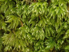 Plasteurhynchium striatulum