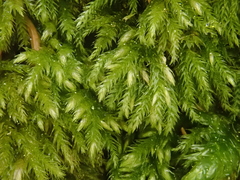 Plasteurhynchium striatulum