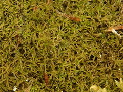 Gymnostomum aeruginosum