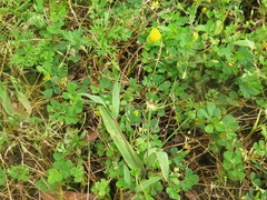 Krigia cespitosa cespitosa