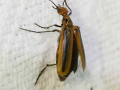 Pyrota tenuicostatis