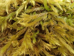 Brachythecium glareosum