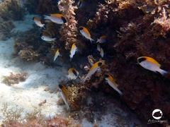 Chromis klunzingeri
