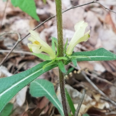 Triosteum angustifolium