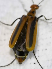 Pyrota tenuicostatis