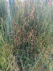 Schoenoplectus californicus