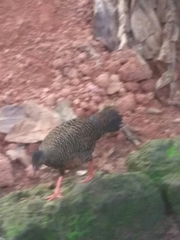 Galloperdix spadicea