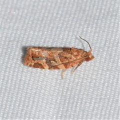 Argyrotaenia hodgesi