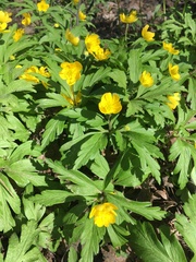 Anemonoides ranunculoides