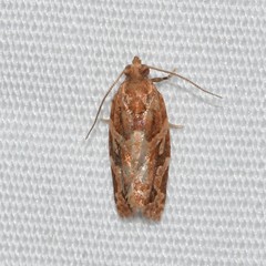 Argyrotaenia hodgesi