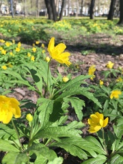 Anemonoides ranunculoides