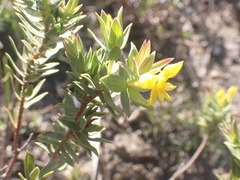 Gnidia styphelioides