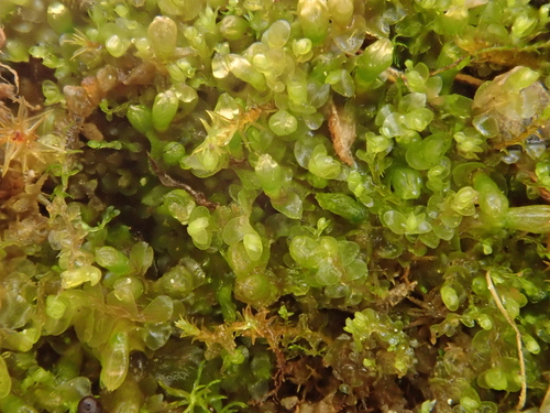 Image of Jungermannia atrovirens by (c) Christian Berg, some rights reserved (CC BY)
