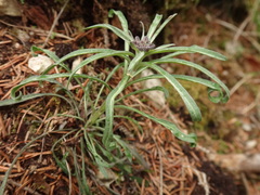Erysimum sylvestre