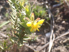 Gnidia styphelioides