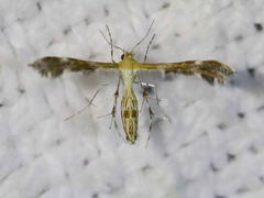 Dejongia californicus