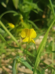Lathyrus annuus