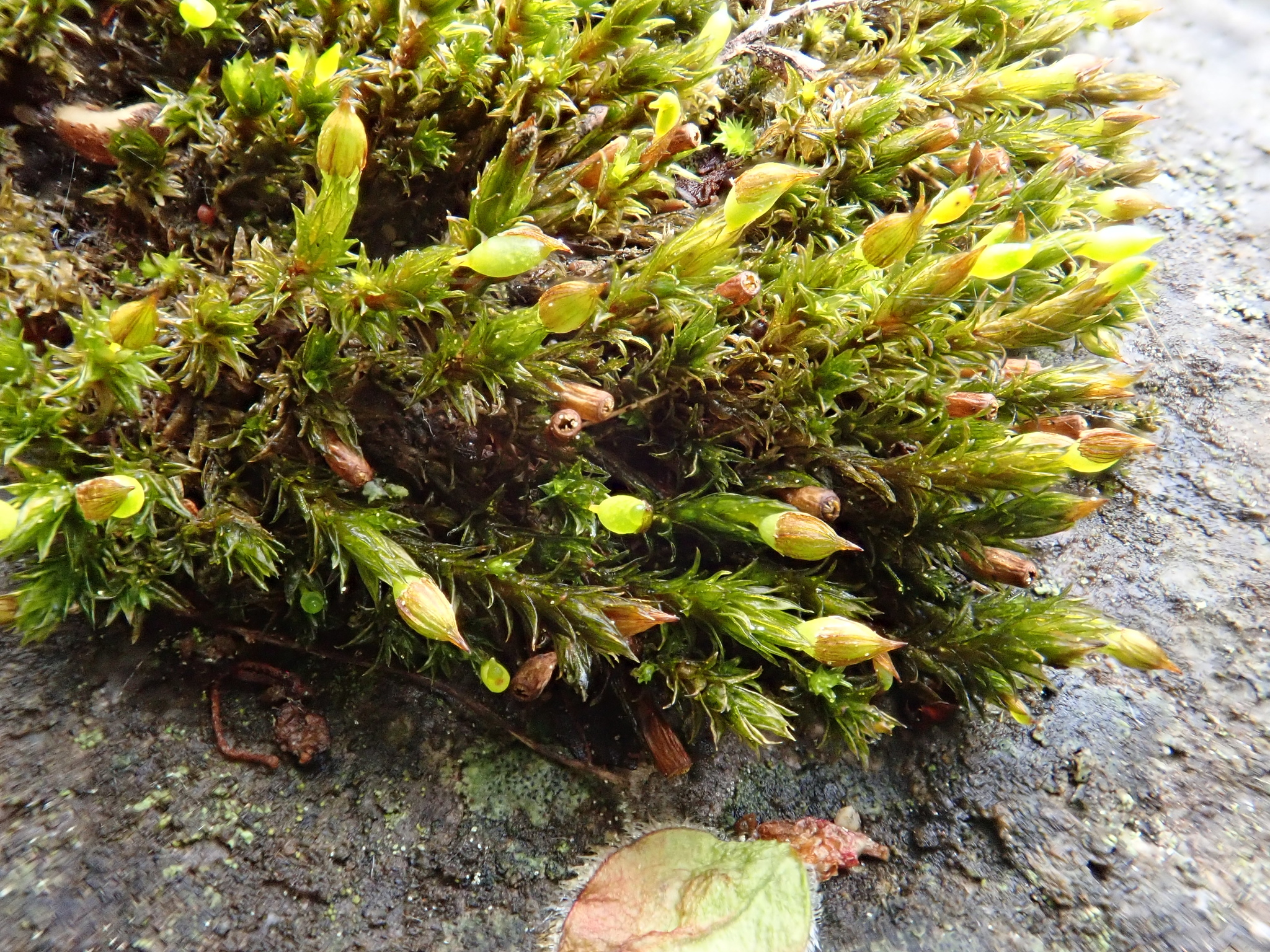 Orthotrichum cupulatum var. riparium
