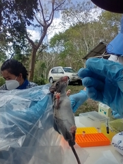 Ototylomys phyllotis