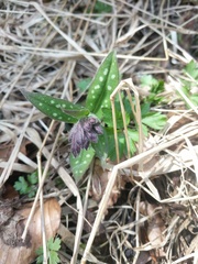 Pulmonaria stiriaca