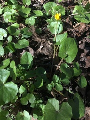 Ficaria verna