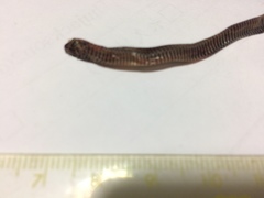 Calamaria pavimentata