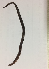 Calamaria pavimentata