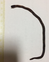 Calamaria pavimentata