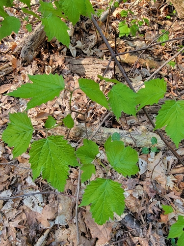 Mapleleaf viburnum (Viburnum acerifolium)