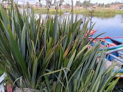 Phormium tenax