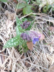 Pulmonaria stiriaca