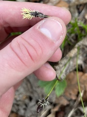Carex montana