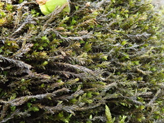 Cinclidotus fontinaloides