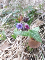 Pulmonaria stiriaca