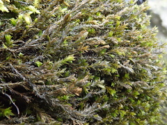 Cinclidotus fontinaloides